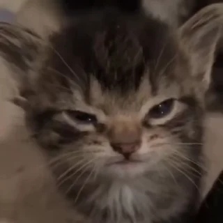 🌟 emoji жизнь котиков 🥰 Telegram sticker 20 of 67
