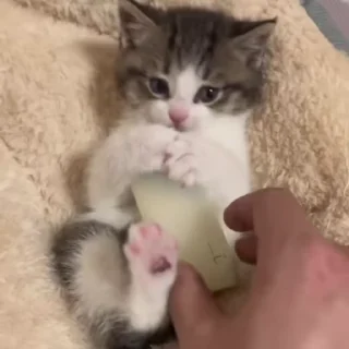 🌟 emoji жизнь котиков 🥰 Telegram sticker 6 of 67