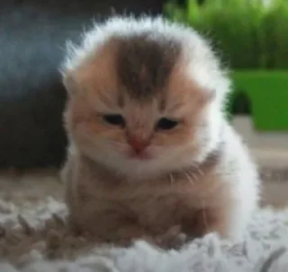 🐾 emoji жизнь котиков 🥰 Telegram sticker 24 of 67
