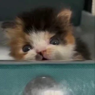 🌟 emoji жизнь котиков 🥰 Telegram sticker 21 of 67