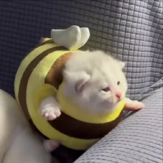 👀 emoji жизнь котиков 🥰 Telegram sticker 3 of 67