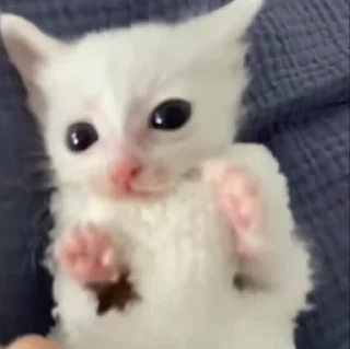 🌟 emoji жизнь котиков 🥰 Telegram sticker 13 of 67