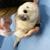 seals sticker preview 4
