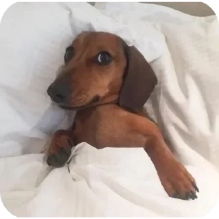 💤 emoji писяпопаа Telegram sticker 11 of 29