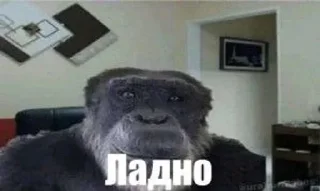🌟 emoji мемы 2023 с банановым вкусом Telegram sticker 22 of 56