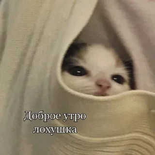 🌟 emoji мемы 2023 с банановым вкусом Telegram sticker 1 of 56