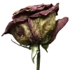 🤩 emoji кладбище @stwqiit @solya1n Telegram sticker 13 of 18