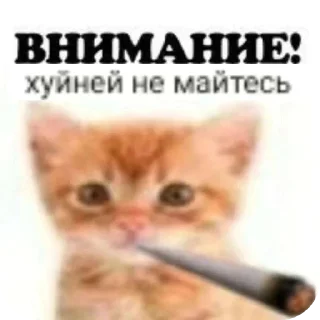 🐱 emoji Ректальный криптоанализ Telegram sticker 22 of 98