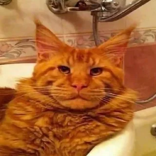 🌟 emoji Ректальный криптоанализ Telegram sticker 23 of 98