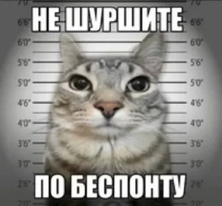 Sticker from Новокотийская Республика pack by @QuotLyBot