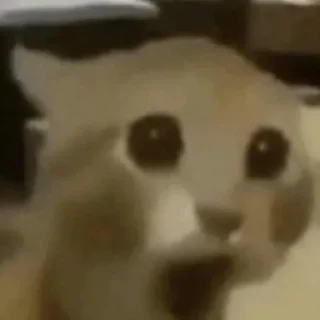 😨 emoji Новокотийская Республика pack by @QuotLyBot Telegram sticker 10 of 21