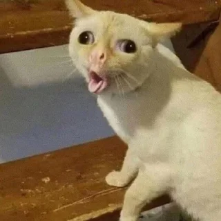 🤪 emoji Кицька👾 Telegram sticker 5 of 15