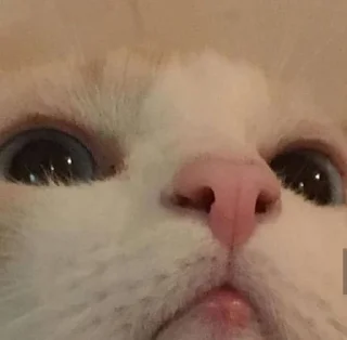 🤍 emoji кицька Telegram sticker 23 of 23