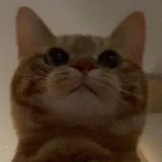 🤍 emoji кицька Telegram sticker 21 of 23