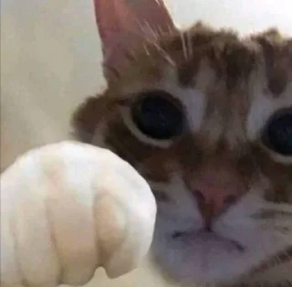 🤍 emoji кицька Telegram sticker 14 of 23
