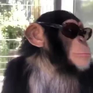 🐵 emoji бибизяны ➡️ @Ctikerubot Telegram sticker 10 of 51