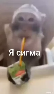 🌟 emoji бибизяны mezg_u ➡️ @Ctikerubot Telegram sticker 1 of 112