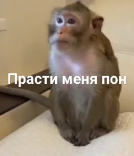 🌟 emoji бибизяны mezg_u ➡️ @Ctikerubot Telegram sticker 24 of 112