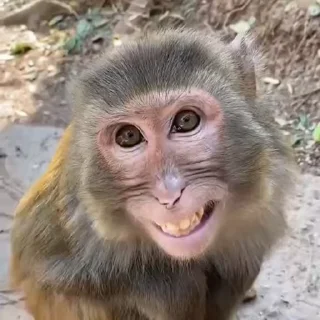 🐵 emoji бибизяны ➡️ @Ctikerubot Telegram sticker 11 of 51