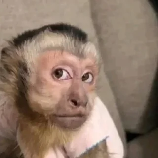🐒 emoji Бибизяны ➡️ @Ctikerubot Telegram sticker 23 of 29