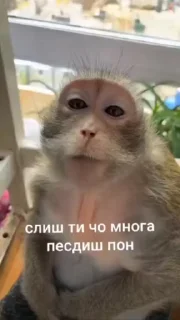 🌟 emoji бибизяны mezg_u ➡️ @Ctikerubot Telegram sticker 13 of 112