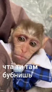 🌟 emoji бибизяны mezg_u ➡️ @Ctikerubot Telegram sticker 3 of 112