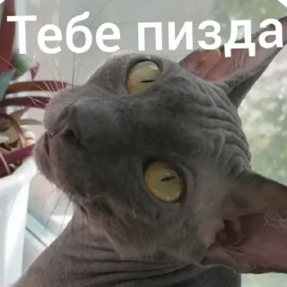 Sticker from Пуся джусся