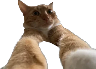 😂 emoji Отряд долбоебов2 Telegram sticker 9 of 90