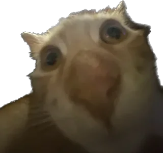 🥹 emoji Отряд долбоебов2 Telegram sticker 7 of 90