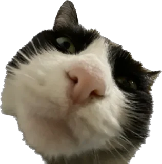 😕 emoji Отряд долбоебов2 Telegram sticker 17 of 90