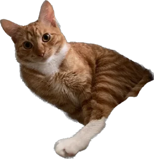 🥲 emoji Отряд долбоебов2 Telegram sticker 10 of 90
