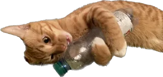😼 emoji Отряд долбоебов2 Telegram sticker 19 of 90