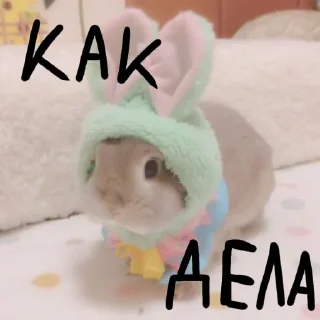 Sticker from Зайчики на все случаи жизни