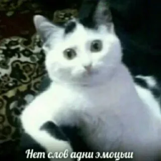 😲 emoji Больше стикеров 👉🏻 @stickertg4 Telegram sticker 5 of 120