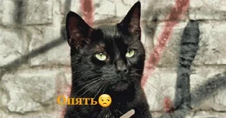 Sticker from Мемные коты