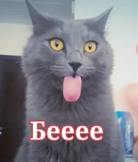 Sticker from Мемные коты