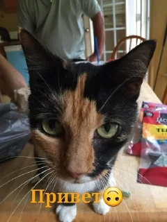 Sticker from Мемные коты