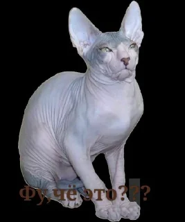 Sticker from Мемные коты