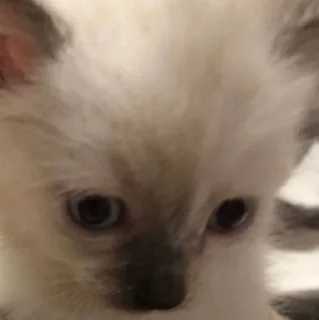😦 emoji Мемные коты с авито Telegram sticker 6 of 22