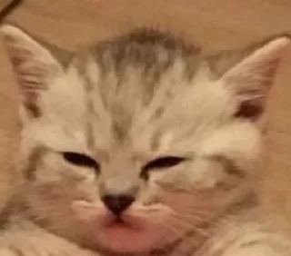 😑 emoji Мемные коты с авито Telegram sticker 5 of 22