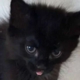 😋 emoji Мемные коты с авито Telegram sticker 19 of 22