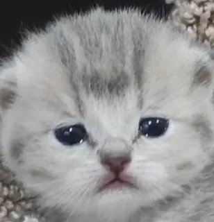 😢 emoji Мемные коты с авито Telegram sticker 8 of 22