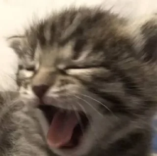 🥱 emoji Мемные коты с авито Telegram sticker 14 of 22