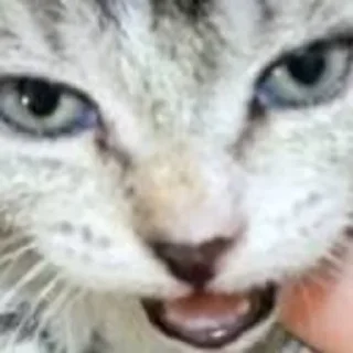 😡 emoji Мемные коты с авито Telegram sticker 20 of 22