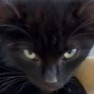 😡 emoji Мемные коты с авито Telegram sticker 21 of 22
