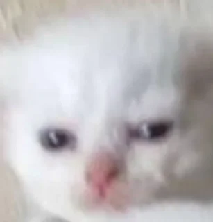 😵‍💫 emoji Мемные коты с авито Telegram sticker 7 of 22