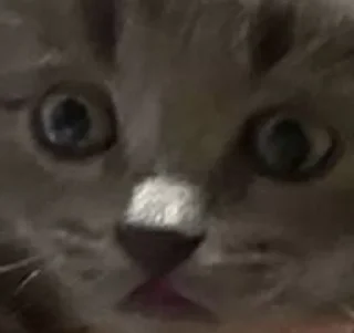 😨 emoji Мемные коты с авито Telegram sticker 10 of 22