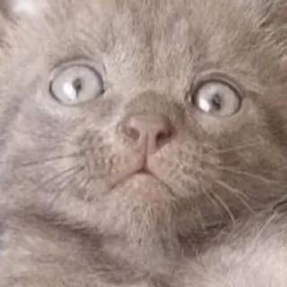 😵‍💫 emoji Мемные коты с авито Telegram sticker 17 of 22