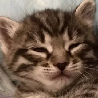 😑 emoji Мемные коты с авито Telegram sticker 4 of 22