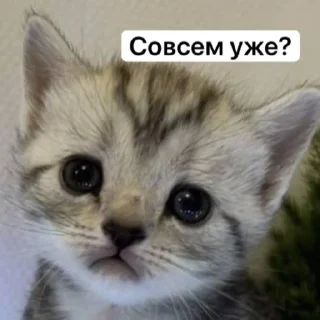 🤨 emoji Мемные коты с авито Telegram sticker 15 of 22